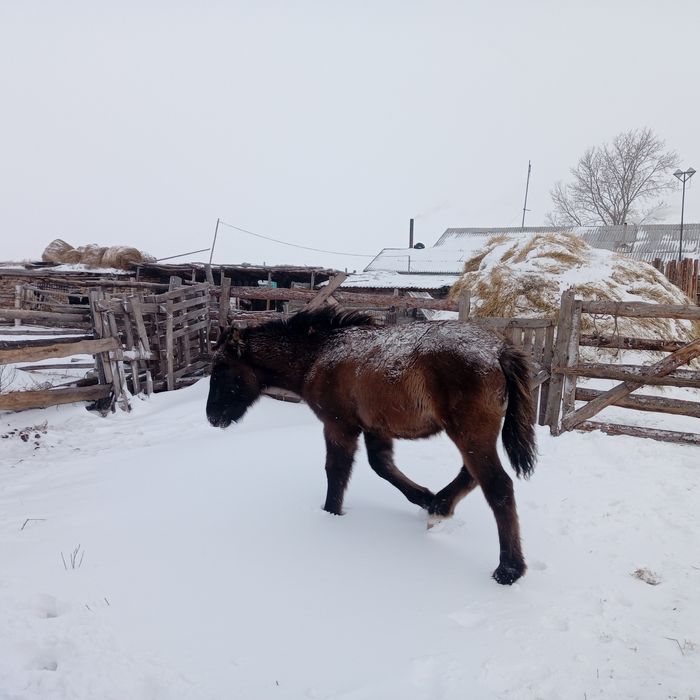 Продам  бие жабагымен