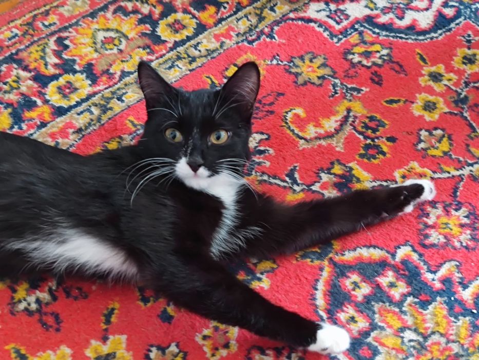 Кот ищет дом ^._.^