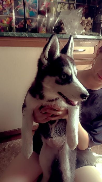 Хаски чисто кровная