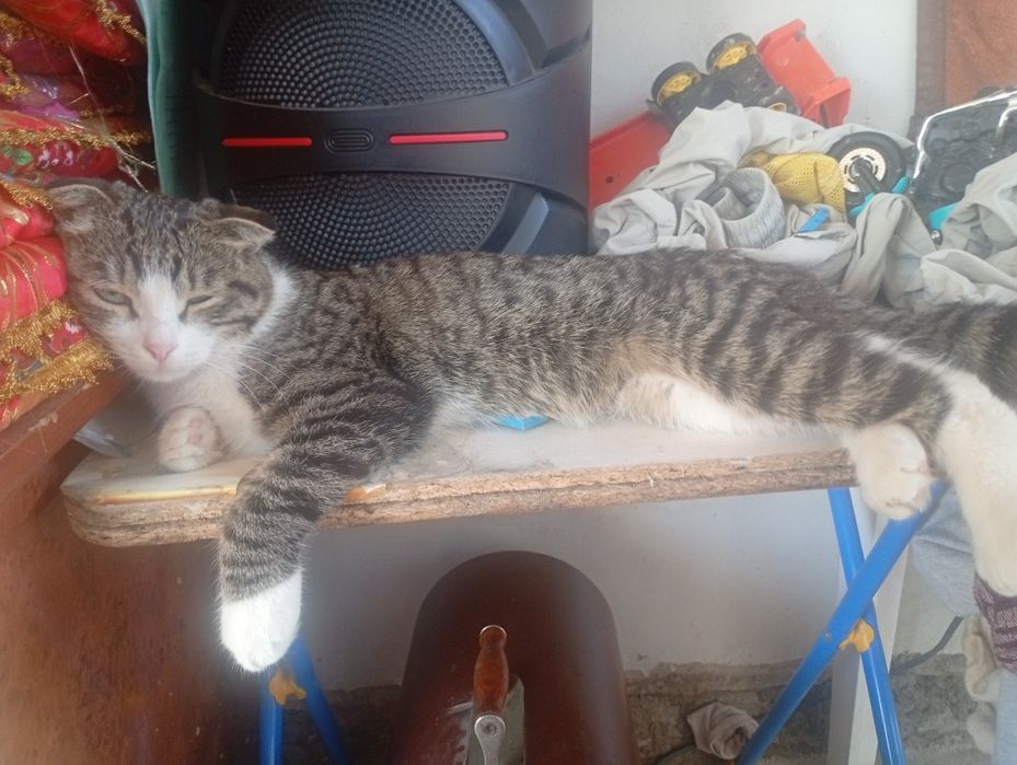 Кот веслаука ...