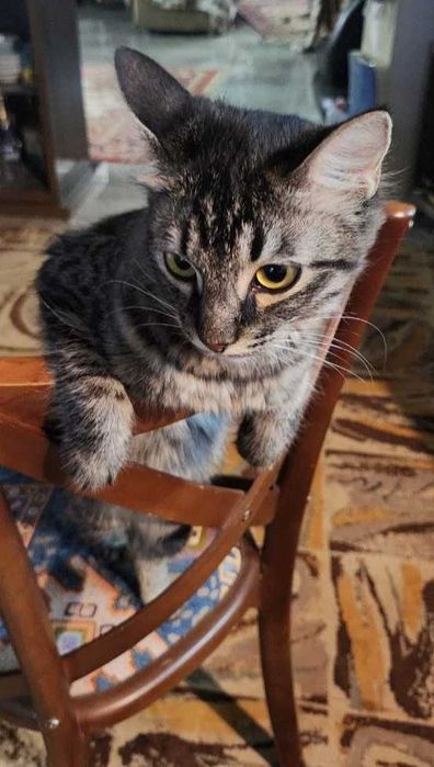 Отдам в хорошие руки котят