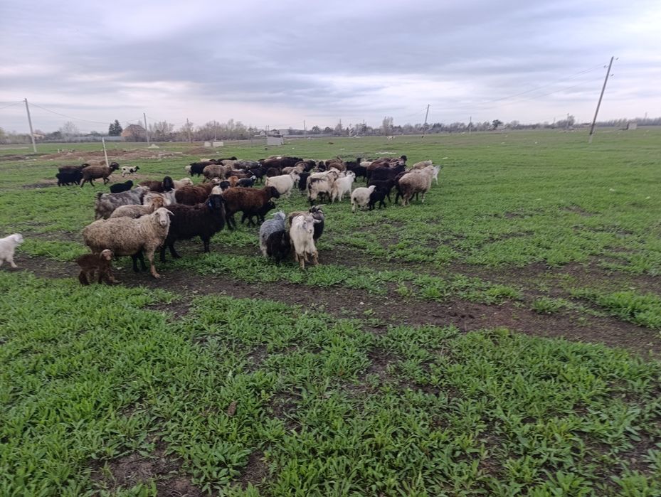 Қой сатылады 5 қой, 5 қозы