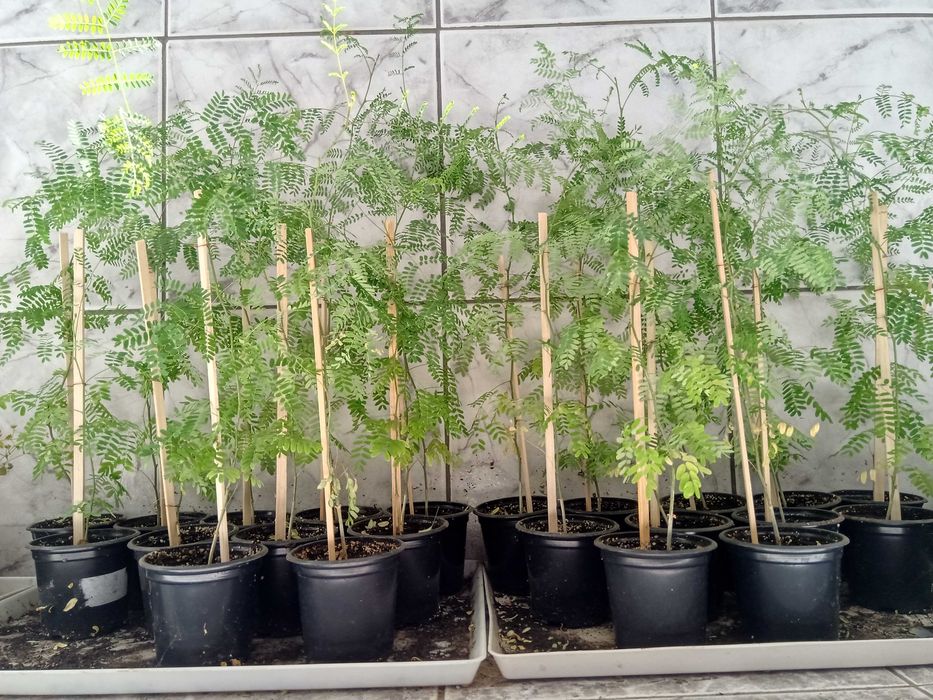 Семейно щастие,Смокини,Цезалпиния-Жълта райска птица.