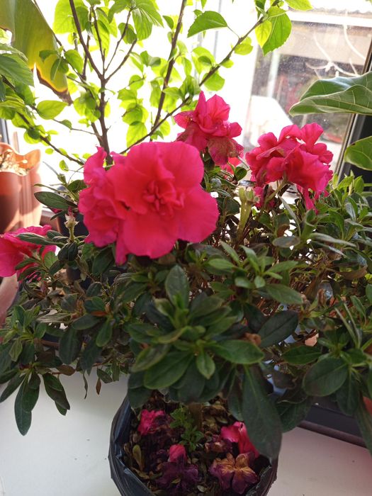 Цветы комнатные растения