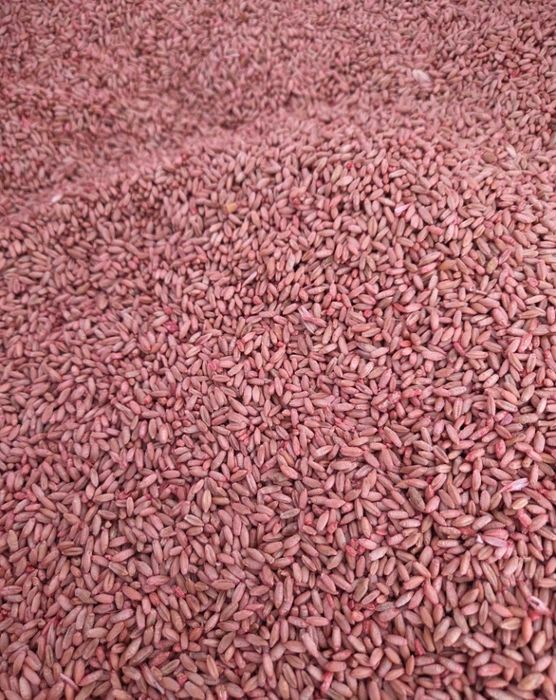 Vand grâu panificație și de sămânța