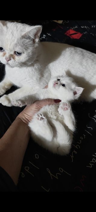 Очаровательный котенок