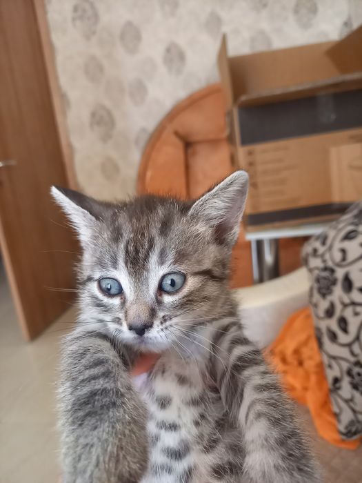 Отдам в добрые руки  три девочки 2 мальчика