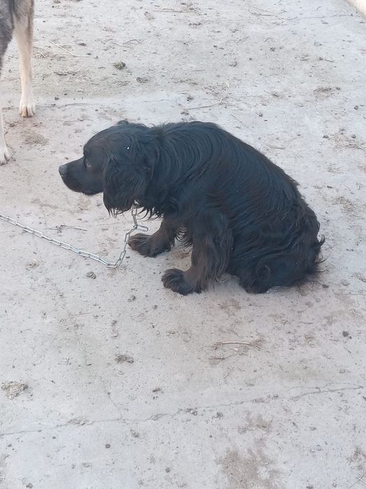 ит охотничьи собака