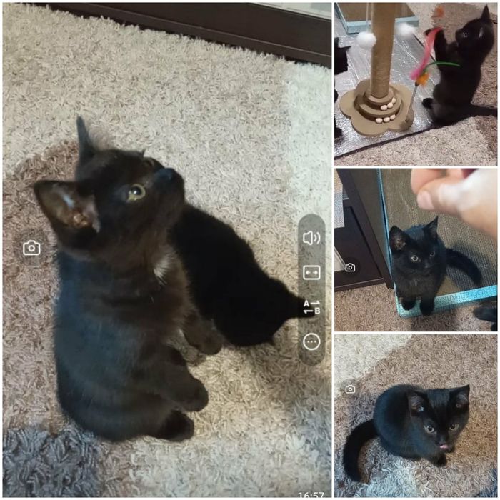 Дарю котенка,мальчик и девочка.