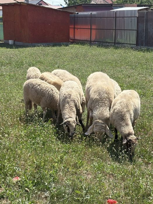 Oii,miei si berbec