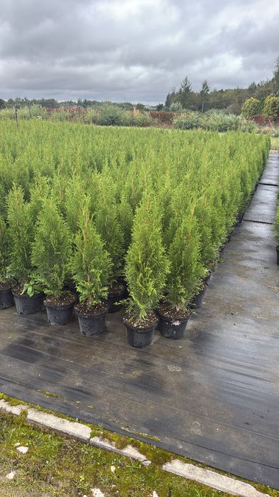 Tuia și plante ornamentale