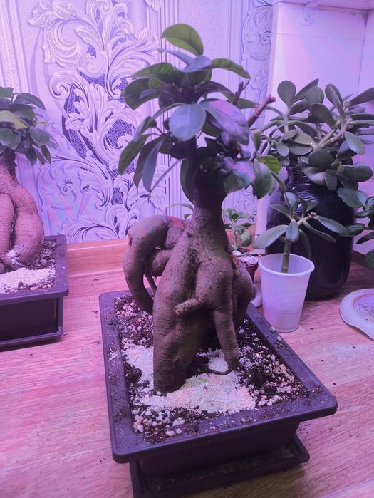 Продам бонсай микрокарпа