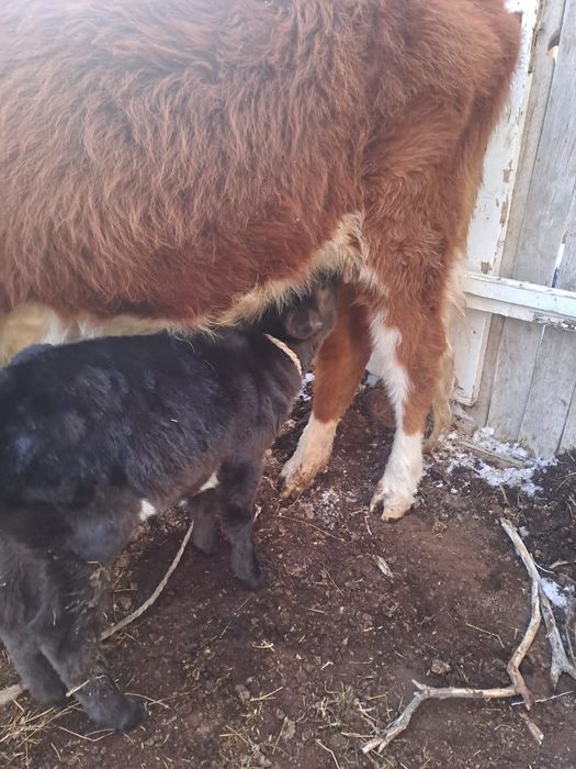 Бұзылуы сиыр, қашар, сиыр сатылады.