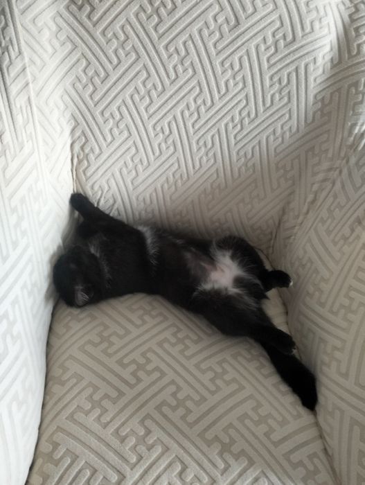 Отдам кошечку в добрые руки