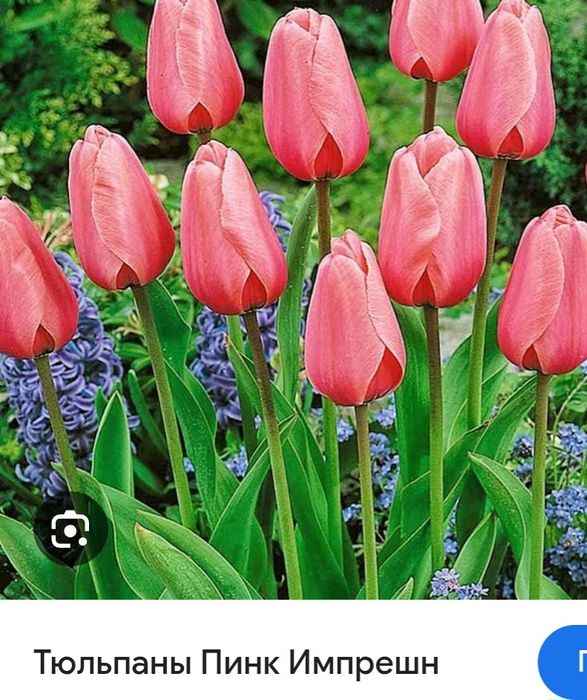 Тюльпаны Оптом  к 8 марта