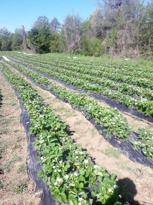 ВЪЛШЕБЕН Целогодишен Разсад Корени - Ягоди и Малини