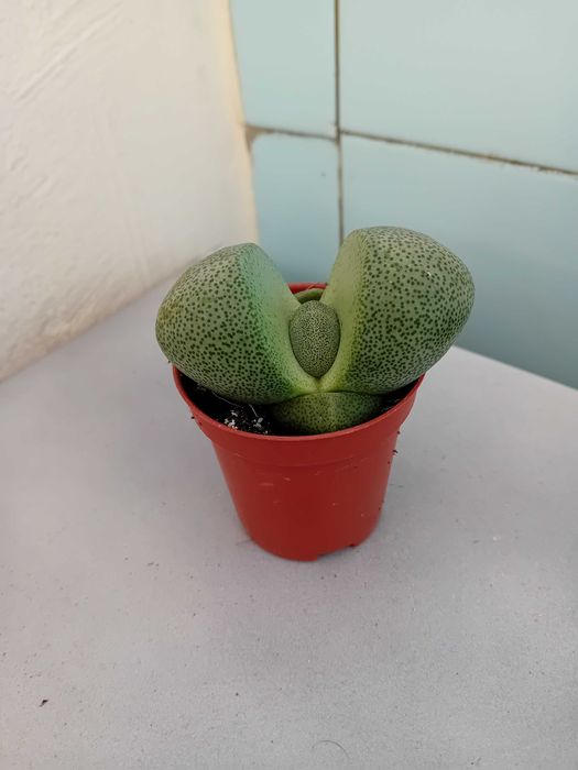 Екзотика за дома - семена и растения