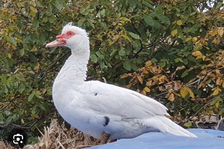 Vând aproximativ 35 de rate lesesti albe