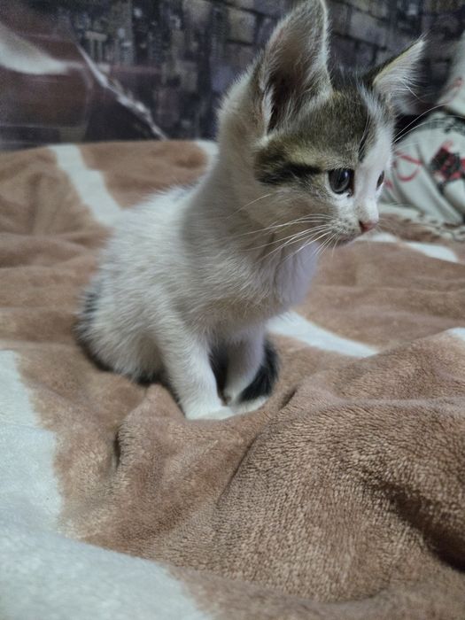 Отдадим котиков.