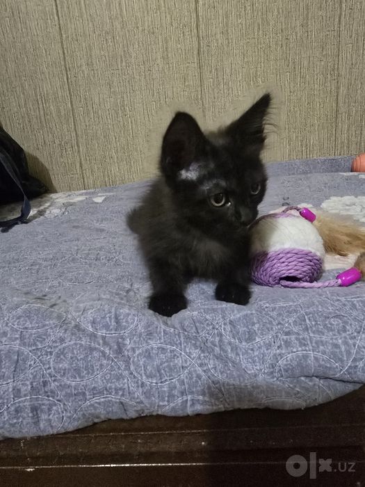 Отдам котенка в хорошие руки