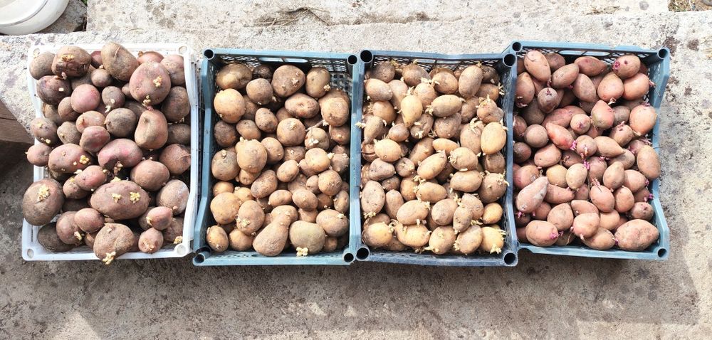 Семенной голландский картофель