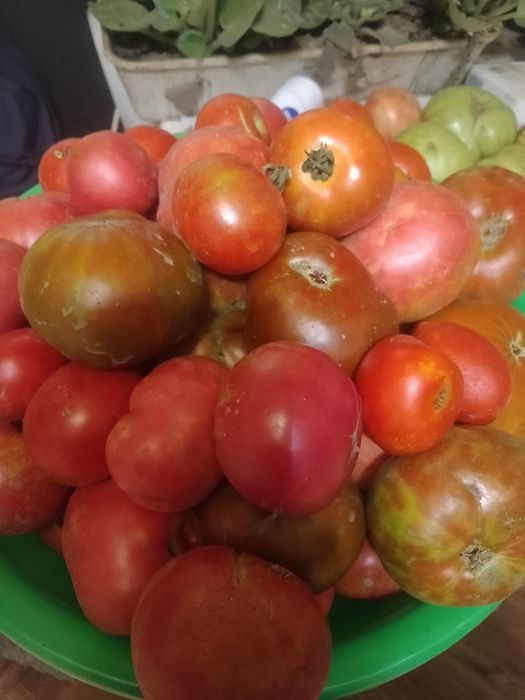 Продам домашний помидор