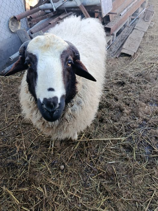 Продам молодого барана.