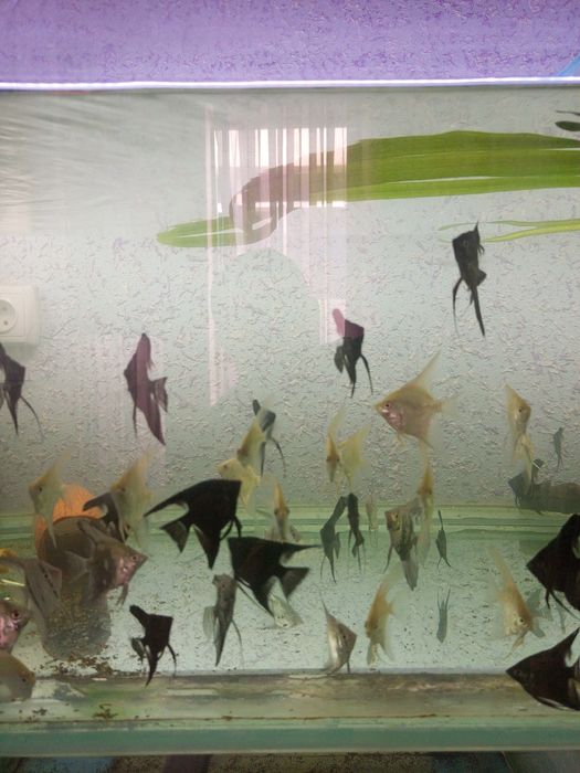 Продаются рыбки для аквариума