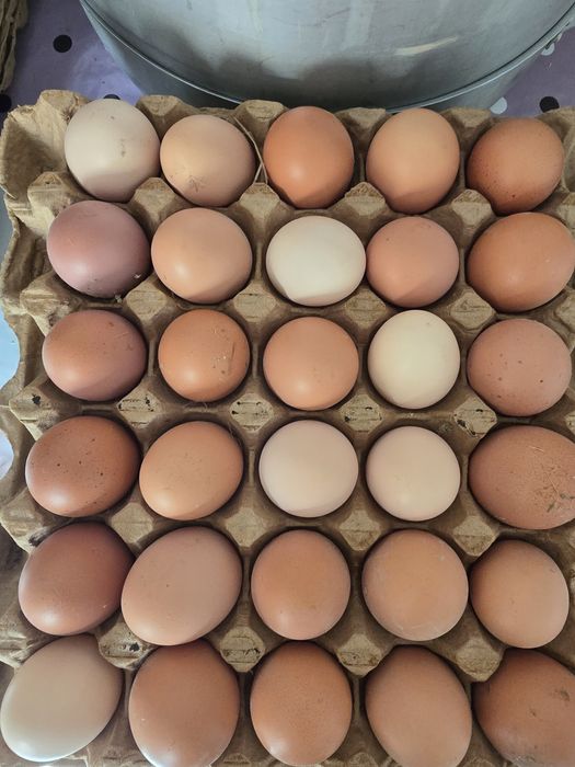 Инкубационное яйцо хороших породистых кур