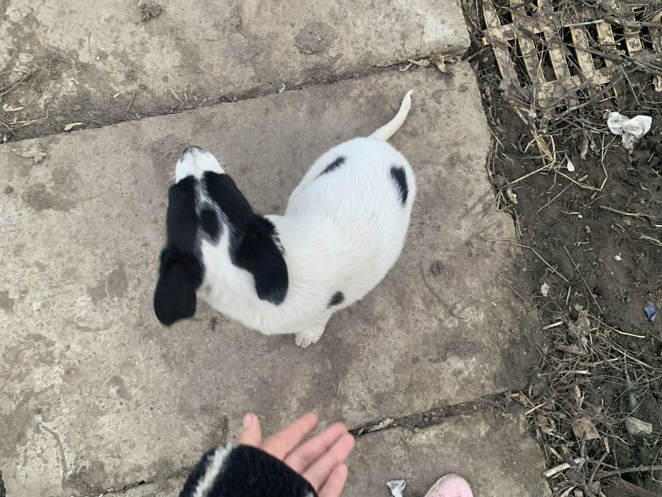 Русский охотничий спаниель щенок девочка:)