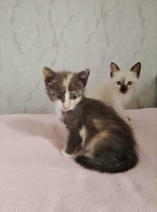 Красивые котята.