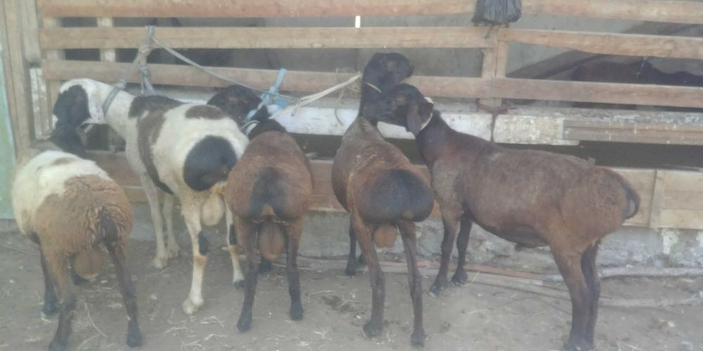 Акика ва Эхсонлар учун Кучкор ва совликлар сотилади