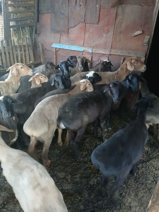 Продам баран домашних