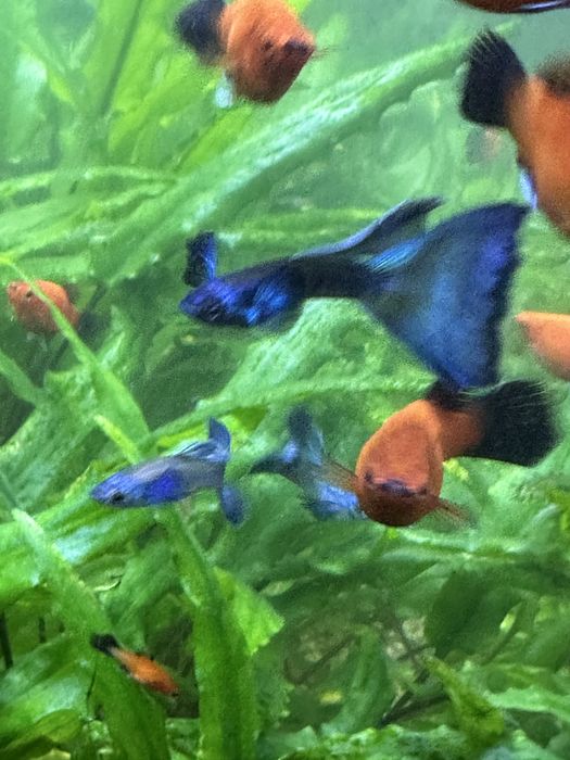 Guppy blue Moscow