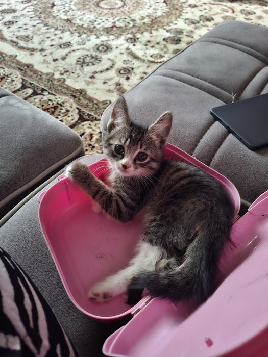 Отдам даром котёнка