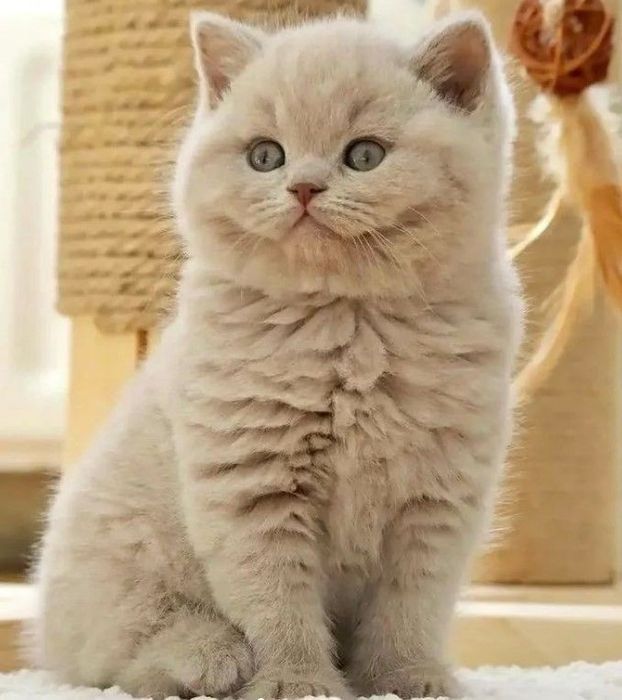 Вязка, британского кота