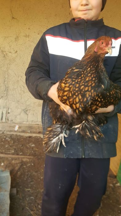 Продаются яйца для вывода цыплят