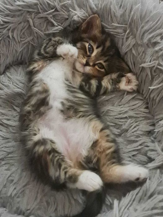 котенок девочка в добрые руки