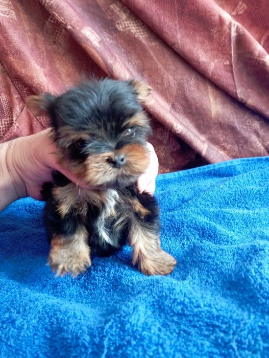 Мини йорки - момичета