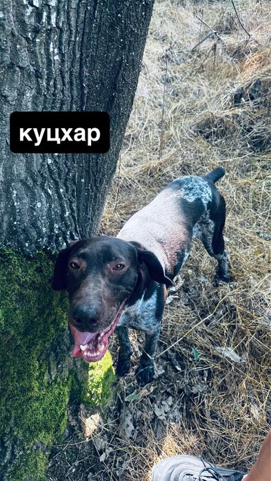 продавам кучета за гъби