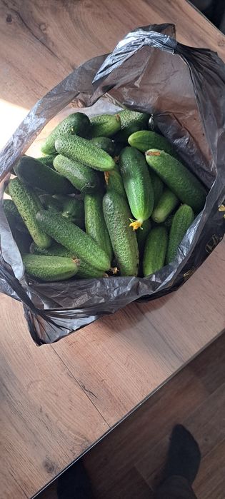 Продам агурцы домашние