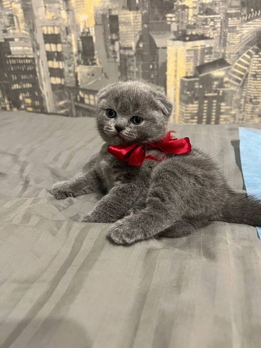 Вислоухие Шотландские котята