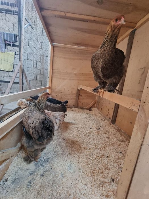 Brama palvila  tovuqlari 300 mindan