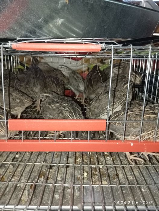 Prepelițe japoneze 5 săptămânii