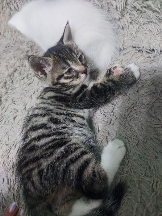 Котята (мальчик и девочка) 21.03