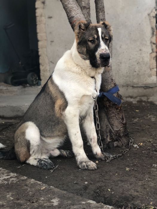 Тобет Алабай кушик