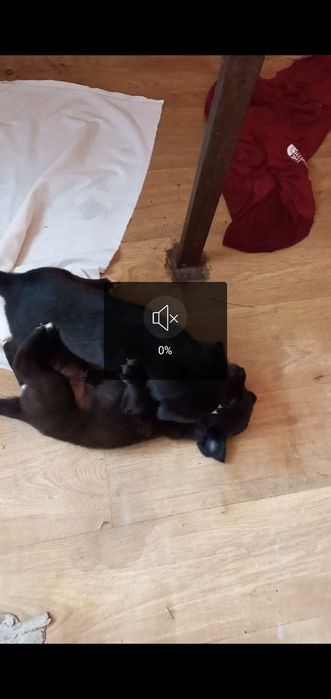 Отдам щенков за продукты питания .