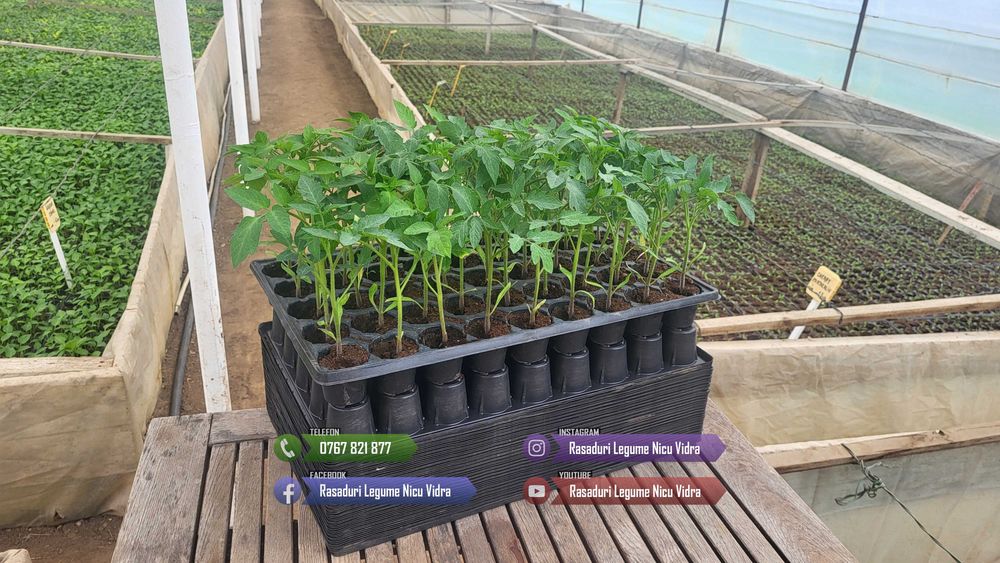 Rasad rosii ardei castraveti vinete salata varza | Rasaduri Legume