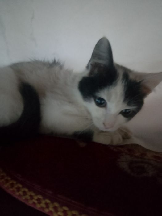 отдам котика мальчик