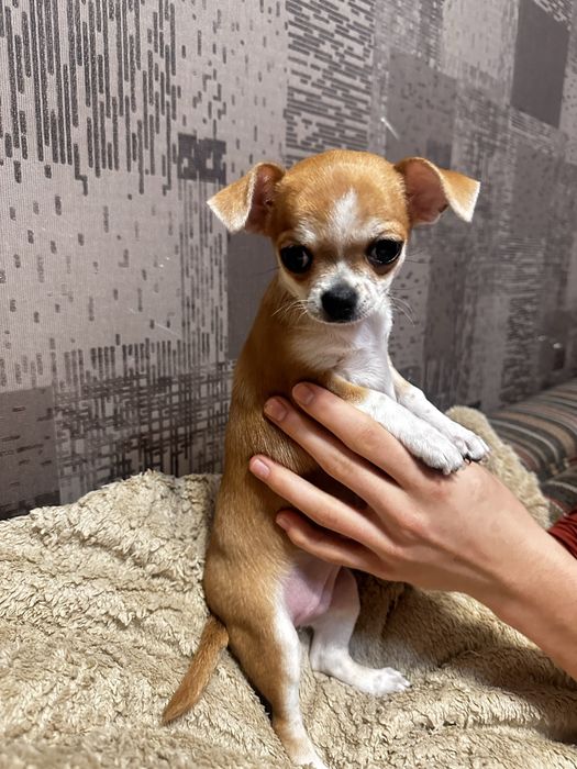 Щенок принцесса чихуахуа